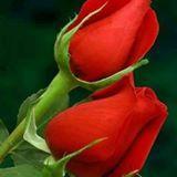 ابوالليل واخرة السهارى