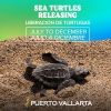Sea Turtles Releasing