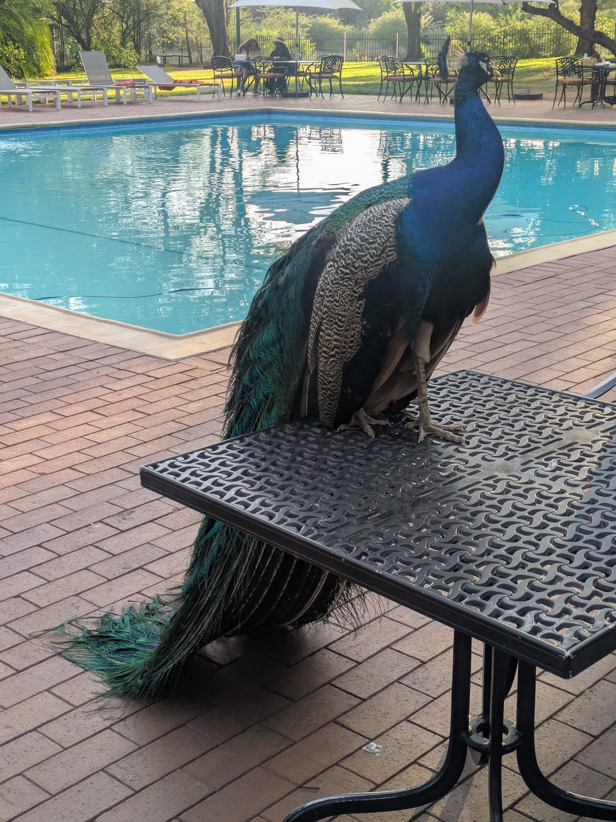 Grand Palm Hotel Hotels in Gaborone – GayOut Guide