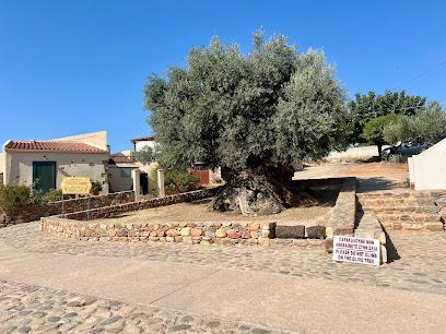 Ancient Olive Tree of Vouves Bars & Clubs in Ano Vouves – GayOut Guide