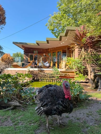 The Base Vegan Retreat Animal Sanctuary