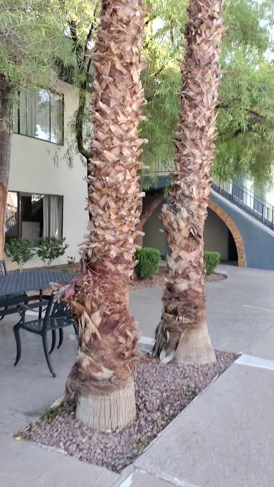 Alexis Park All Suite Resort Hotels in Las Vegas – GayOut Guide